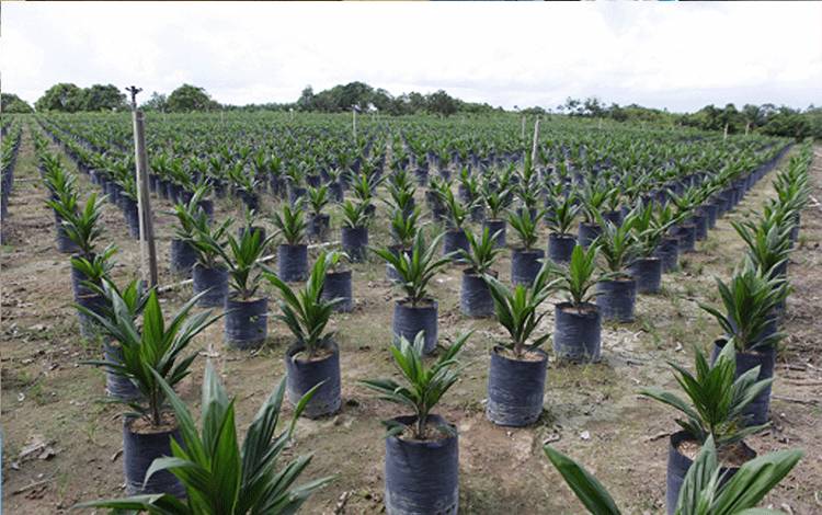 Pembibitan kelapa sawit demi peremajaan tanaman kelapa sawit di SSMS.