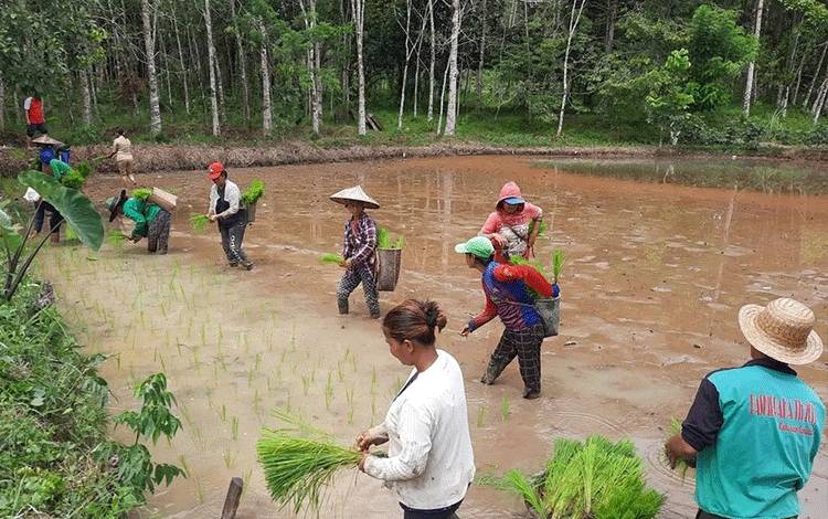 Anggota kelompok tani Timbun Jaya di Kelurahan Kudangan, Kecamatan Delang mulai menanam padi menggunakan sistem minapadi.