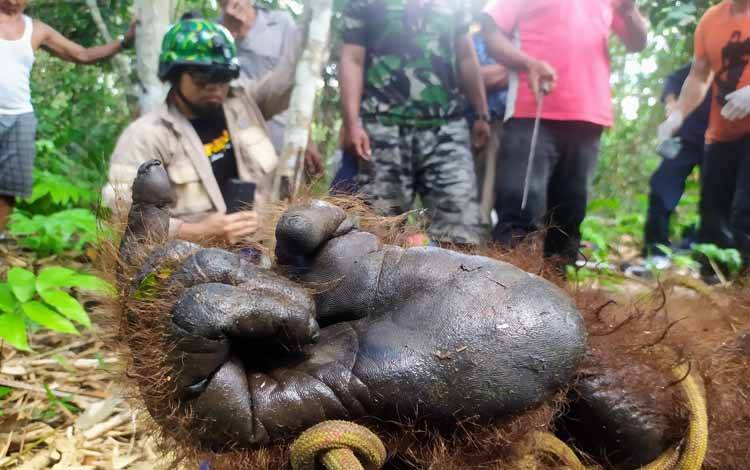 Kegiatan rescue orangutan yang dilakukan oleh tim BKSDA Kalteng SKW II Pangkalan Bun di Kotim