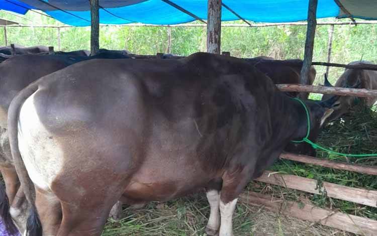 Ternak sapi di Kalimantan Tengah