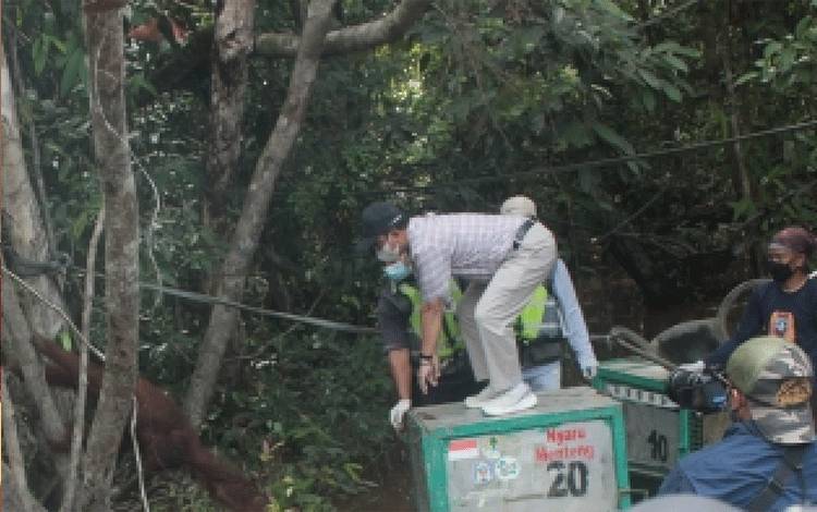 Pelepasliaran orangutan ke Taman Nasional Bukit Baka Bukit Raya.