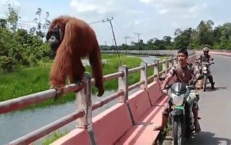 Orangutan Berjalan di Pagar Jembatan Layang Kotawaringin Lama