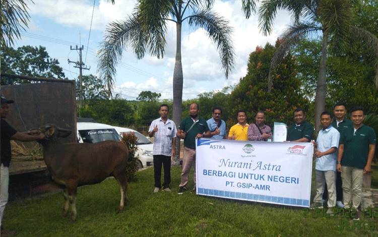 Administratur PT. GSIP-AMR Wanwan Adi Kurnia bersama staffnya, serahkan hewan kurban di Desa Runtu, Kecamatan Arut Selatan.