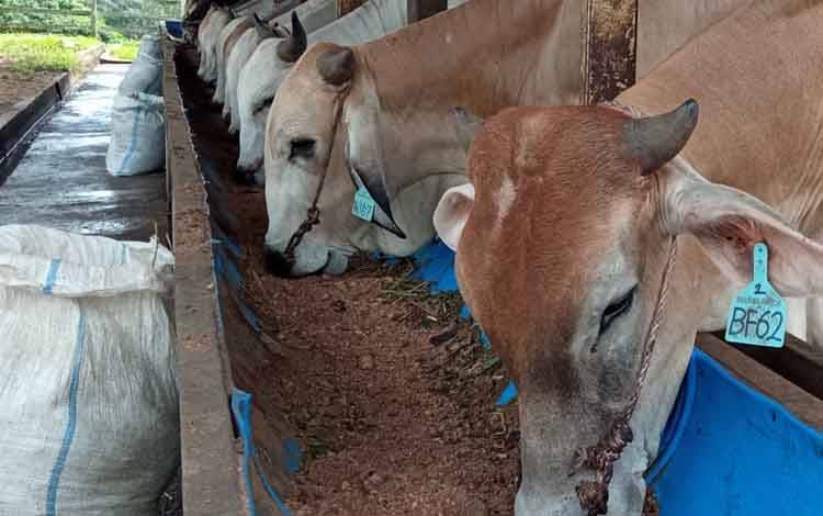 Upaya penanggulangan PMK di Kabupaten Kobar. Saat ini, 700 ternak sapi sudah mendapatkan vaksin dosis I.