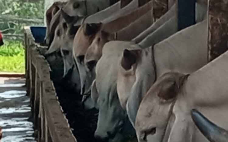 Sapi yang dipelihara peternak di Kabupaten Kobar. Sebanyak 700 dosis vaksin sudah diterima di Kobar untuk menanggulangi wabah PMK yang menyerang ternak sapi.