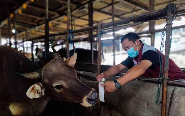 Kepala Puskeswan Palangka Raya, drh Eko Hari Yuwono memasang neck tag pada sapi yang dinyatakan sehat, Senin, 4 Juli 2022.