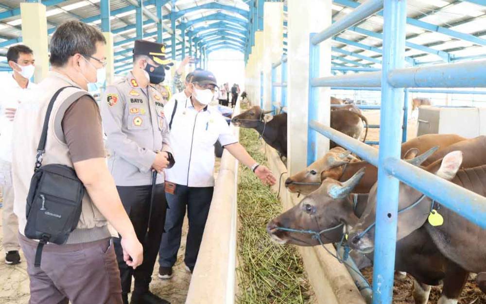 Kapolres Kobar AKBP Bayu Wicaksono saat meninjau lokasi Karantina hewan ternak sapi di Kumai.