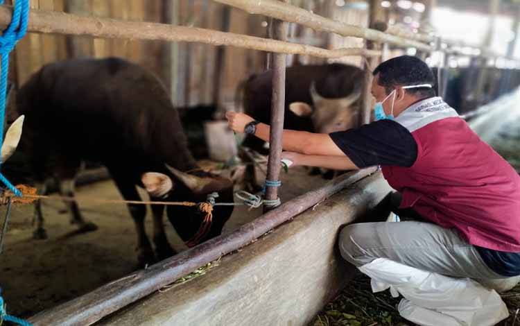 Kepala UPT Puskeswan Kota Palangka Raya, drh Eko Hari Yuwono memasang neck tag kepada sapi yang sehat dan bebas PMK