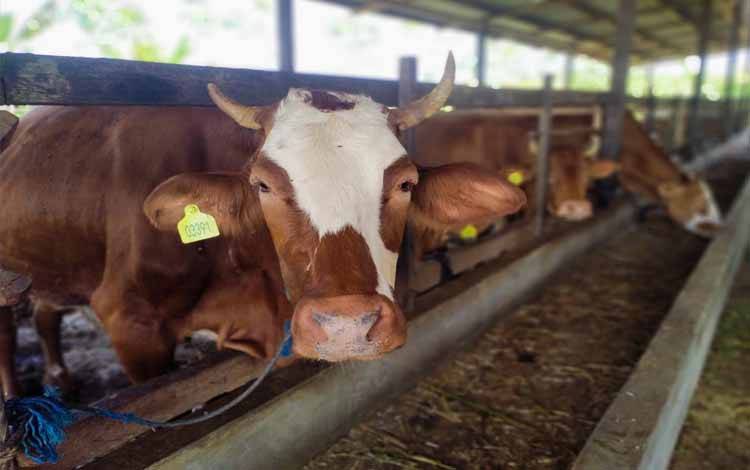 Sapi ternak yang telah dinyatakan sehat oleh Tim Kesehatan Dinas Pertanian dan Ketahanan Pangan Palangka Raya dipasangi tanda leher