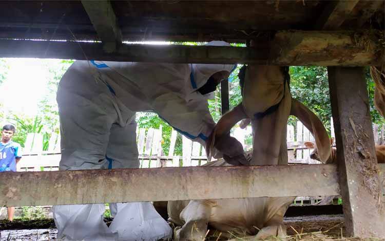 Vaksinasi hewan ternak di Eka Bahurui, Kecamatan Mentawa Baru Ketapang, beberapa waktu lalu