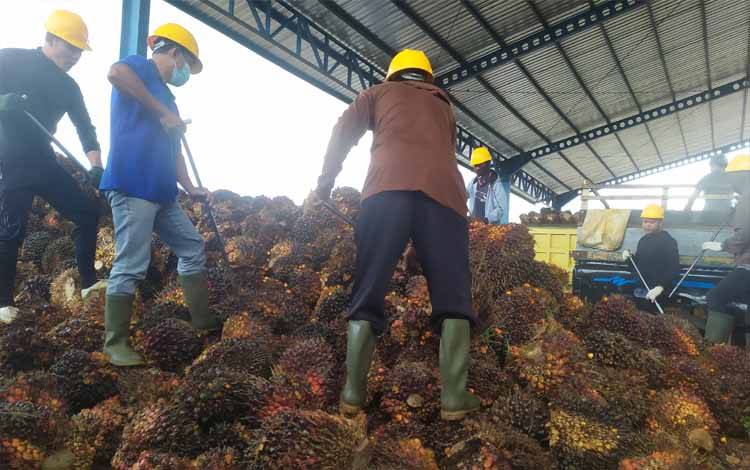 Pekerja di perusahaan perkebunan kelapa sawit memilah tandan buah segar yang dijual oleh petani kepada perusahaan, Tanah Laut, Kalimantan Selatan