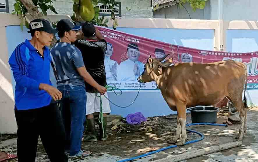 Persiapan pemotongan sapi kurban di Mesjid Ar-Rahman Agung Tamiang layang, Minggu, 10 Juli 2022. (FOTO: DISKOMINFO BARTIM)