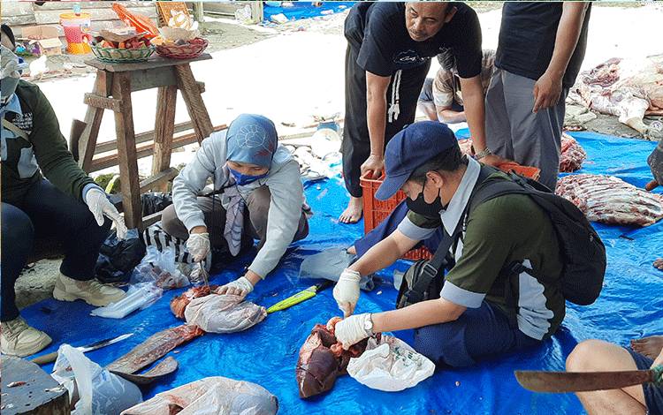 Petugas dari DPKH Kobar saat melakukan pemeriksaan hati hewan kurban Idul Adha 1443 H, di RPA Barokah, Jalan A Yani, Kelurahan Baru. (FOTO : DANANG)
