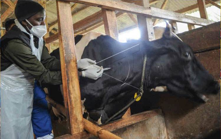 Ilustrasi - Seorang dokter hewan menyuntikkan vaksin penyakit mulut dan kuku (PMK) pada hewan ternak sapi perah di Cilembu, Kabupaten Sumedang, Jawa Barat, Senin (20/6/2022). ANTARA FOTO/Raisan Al Farisi/rwa