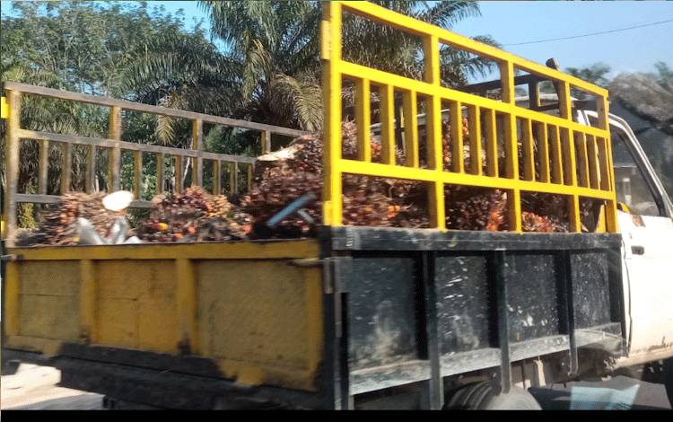 Kendaraan pengangkut tandan buah segar (TBS) kelapa sawit di Kabupaten Kobar. (FOTO: YUDHA)