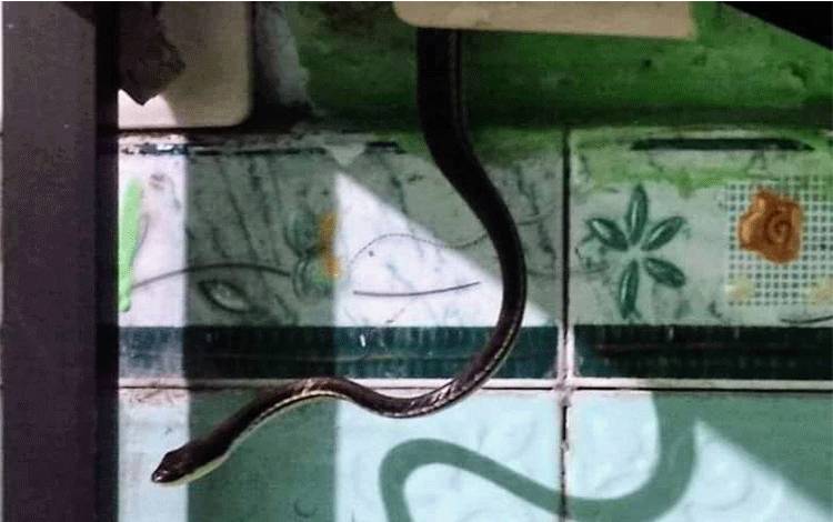 Seekor ular menggantung di samping setop kontak di dalam rumah warga di Jalan Jenderal Sudirman, Kilometer 1,5, Perumahan Borobudur, Sampit, Kotawaringin Timur. (FOTO: USAY)