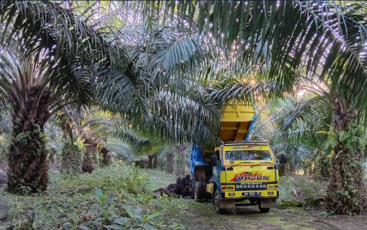 Tandan Buah Segar (TBS) kelapa sawit usai dipanen dan dikumpulkan disebuah kebun kelapa sawit milik masyarakat. (FOTO: WAYAN SUPADNO)