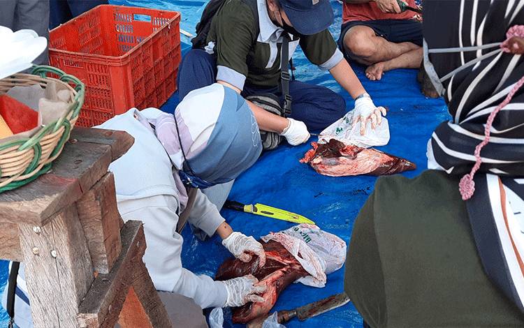 Tim Keswan dan Kesmavet DPKH Kobar saat melakukan pemeriksaan organ sapi kurban. (FOTO: DANANG)