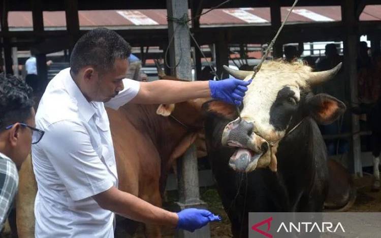 Arsip Foto. Tim kesehatan hewan memeriksa sapi yang terindikasi terserang penyakit mulut dan kuku (PMK) di pasar hewan Desa Sibreh, Kecamatan Sibreh, Kabupaten Aceh Besar, Aceh, Selasa (11/5/2022). (ANTARA FOTO/Ampelsa)