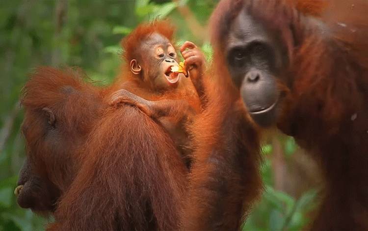 Orangutan, salah satu satwa dilindungi yang hidup di Provinsi Kalteng. Salah satu yang terkenal adalah taman wisata Tanjung Puting, Pangkalan Bun. (FOTO: WONDERFUL INDONESIA)