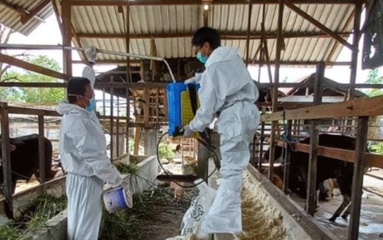 Petugas Puskeswan melakukan penyemprotan disinfektan di kandang sapi. (Foto: DPKP Palangka Raya)