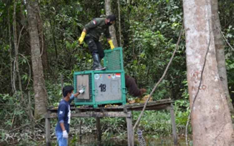 Perilisan individu Orangutan ke Pulau Salat, Kabupaten Pulang Pisau, Provinsi Kalimantan Tengah. (FOTO: WEBSITE SSMS)