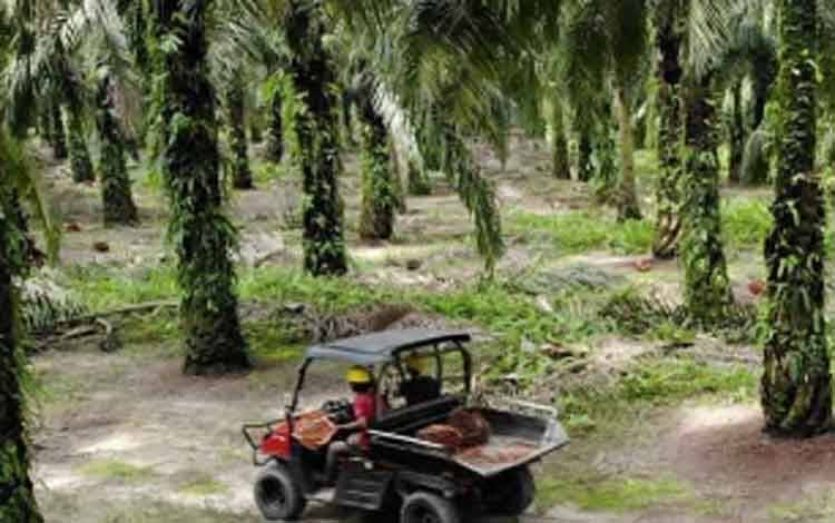 Perkebunan kelapa sawit milik PT SSMS Tbk. (FOTO: WEBSITE SSMS)