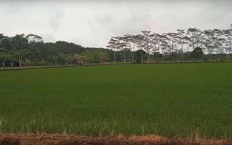 Pertanian padi di kawasan Pangkoh Kabupaten Pulang Pisau dan salah satu kawasan pengembangan PSN Food Estate. (FOTO: DOK PRIBADI/RAIHAN)