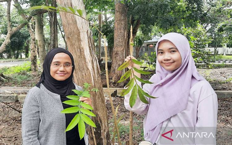 Sasi Gendro Sari MSc bersama salah satu mahasiswinya Dea Aulya menunjukkan daun sungkai yang tumbuh di lingkungan kampus ULM di Banjarbaru, Rabu (27/7/2022). (ANTARA/Firman)