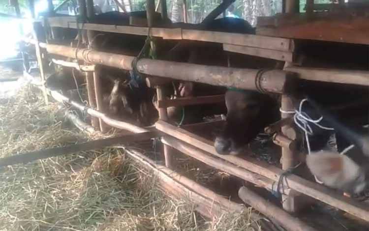 Ternak sapi di Kota Palangka Raya. Pemprov Kalteng melakukan berbagai upaya untuk mempercepat penanganan wabah Penyakit Mulut dan Kuku (PMK). (FOTO: DOKUMEN PRIBADI/ARIF WIDIANTO)