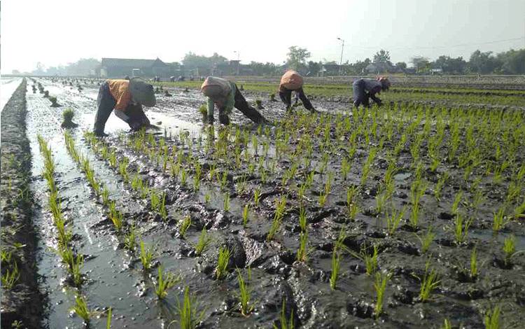 Wilmar TargetkanKemitraan 1.000 Hektare Lahan Padi di Luar Jawa