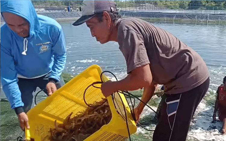 Proses pemanenan udang vaname di kawasan Shrimp Estate di Sungai Luci Kabupaten Sukamara. Kedepan Pemprov Kalteng berencana mengembangkan pakan perikanan. (FOTO: DOK PRIBADI/UTAM)