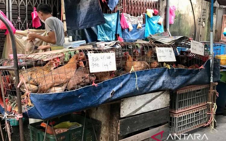 Pedagang menjual ayam hidup di Pasar Pudu, Kuala Lumpur, Kamis (2/6/2022). (ANTARA/Virna P Setyorini)