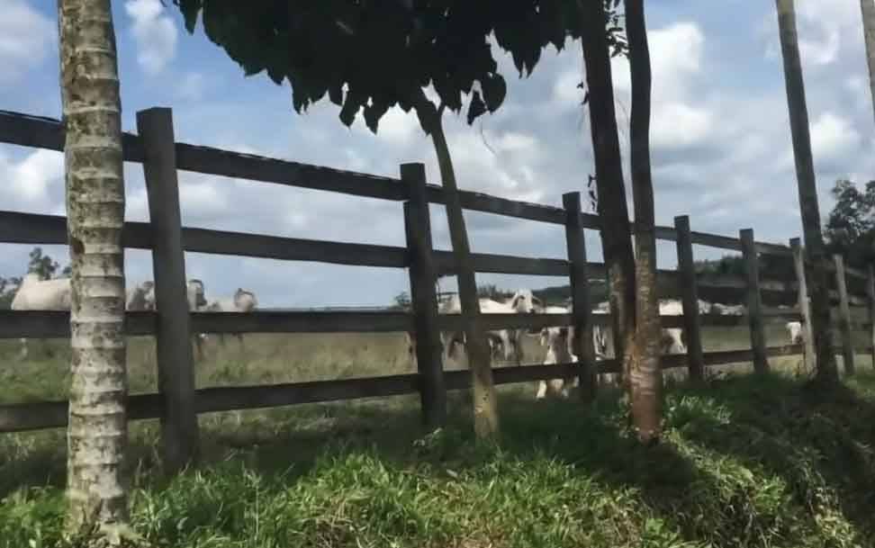 Peternakan sapi terintegrasi dengan perkebunan sawit di Kalteng. Kalteng berhasil mendapat predikat zero case PMK. (FOTO: DOK PRIBADI/UFIK)