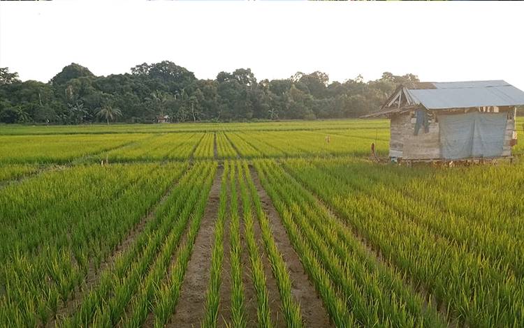 Budidaya tanaman sehat padi di Kecamatan Paku Kabupaten Barito Timur. (FOTO: BPP PAKU)