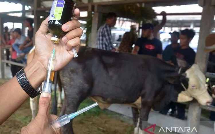 Dokter hewan memberikan suntikan vaksin kepada ternak sapi guna mencegah penularan serta penyebaran penyakit mulut dan kuku (PMK) di Kabupaten Aceh Besar. (ANTARA FOTO/Ampelsa)