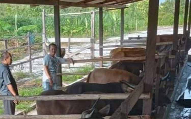 Pengawasan hewan ternak di Palangka Raya. (FOTO: MC ISEN MULANG)