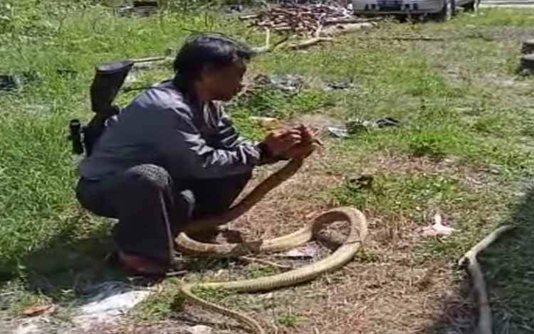 Davi warga Desa Batu Belaman, menangkap dan membawa ular keluar rumah. (FOTO : ISTIMEWA)