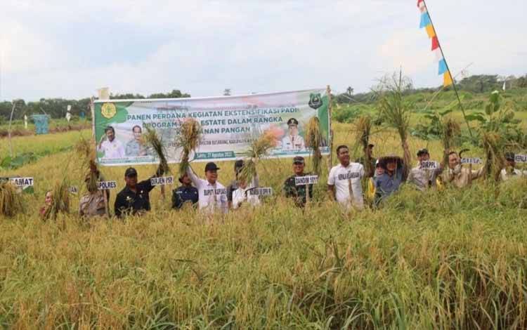 Panen perdana padi di Desa Batuah, Kecamatan Basarang, Kabupaten Kapuas. (FOTO: KODIM KAPUAS)