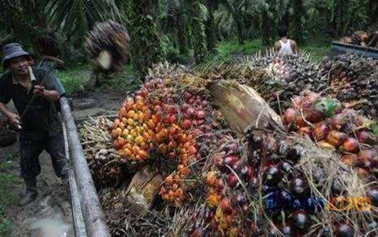 Panen tandan buah segar di perkebunan kelapa sawit. (FOTO: WEBSITE SSMS)
