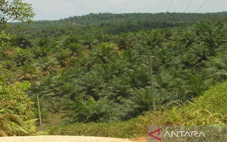Ilustrasi - Salah satu kawasan perkebunan kelapa sawit di Kalimantan Tengah.ANTARA/Kasriadi
