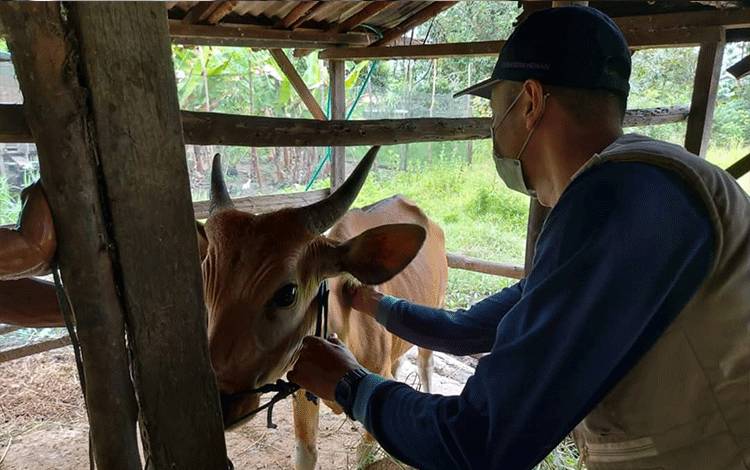 Vaksinasi ternak cegah PMK di Kabupaten Kapuas. (FOTO: IST)