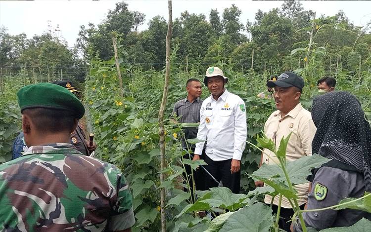 Bupati Sukamara, Windu Subagio berkunjung dilahan pertanian milik Kelompok Tani Mekar Utama, Desa Natai Sedawak, Minggu, 18 September 2022. (FOTO: NORHASANAH)