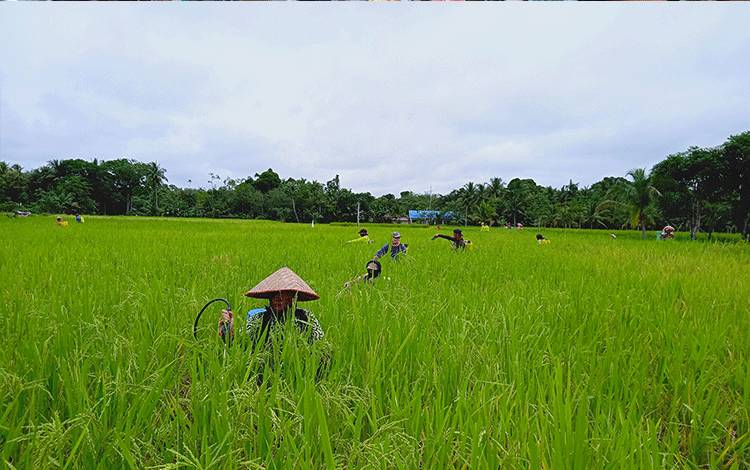 Lahan padi di Kecamatan Pematang Karau. Pemkab Barito Timur menargetkan luas tanam padi pada musim tanam Okmar 6.000 hektare. (FOTO: BOLE MALO)