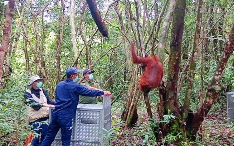 Petugas BKSDA SKW II Pangkalan Bun melepas orangutan di Suaka Margasatwa Lamadau. (ANTARA/HO-BKSDA SKW II Pangkalan Bun)