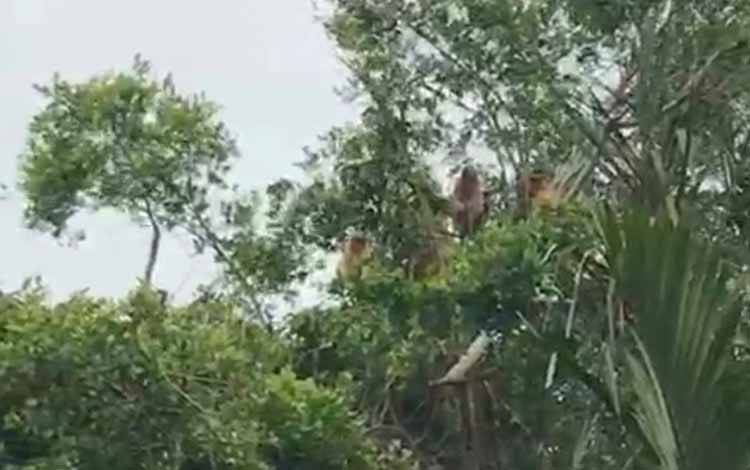 Sekawanan bekantan sempat diabadikan warga saat bergelantungan di pepohonan kawasan tambak Desa Sungai Undang, Kamis, 29 September 2022. (FOTO: ISTIMEWA)