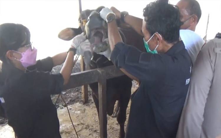 Tim Terpadu di Kapuas saat lakukan vaksinasi PMK terhadap ternak warga. (FOTO: IST)