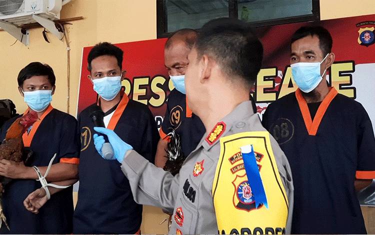 Kapolres Kobar AKBP Bayu Wicaksono saat bertanya 4 tersangka pelaku sabung ayam di Pangkalan Banteng. (FOTO : DANANG)
