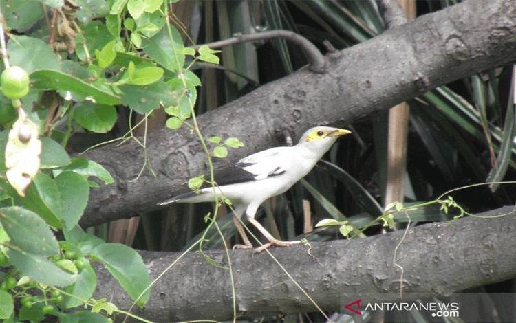 Populasi burung jalak putih (Sturnus melanopterus) di habitatnya di Suaka Margasatwa Muara Angke, Jakarta. (Dokumentasi Jakarta Birdwatcher Society)