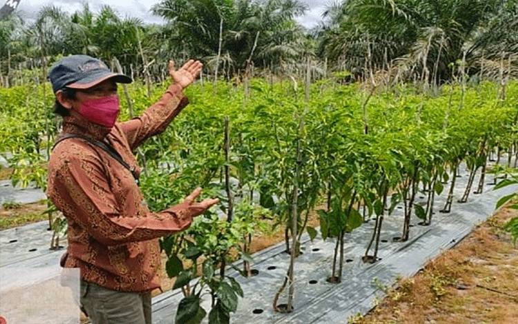 Pelatihan tematik budidaya komoditas hortikultura cabai di Desa Siong, Selasa, 11 Oktober 2022. (FOTO: IST)